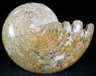 Gorgeous Polished Ammonite Fossil - Morocco #28840-2